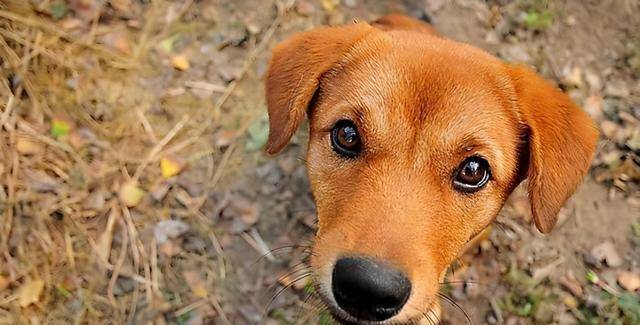 适合家里养的狗 fd309b60485e425aa0a1216b932a5dc5.jpeg