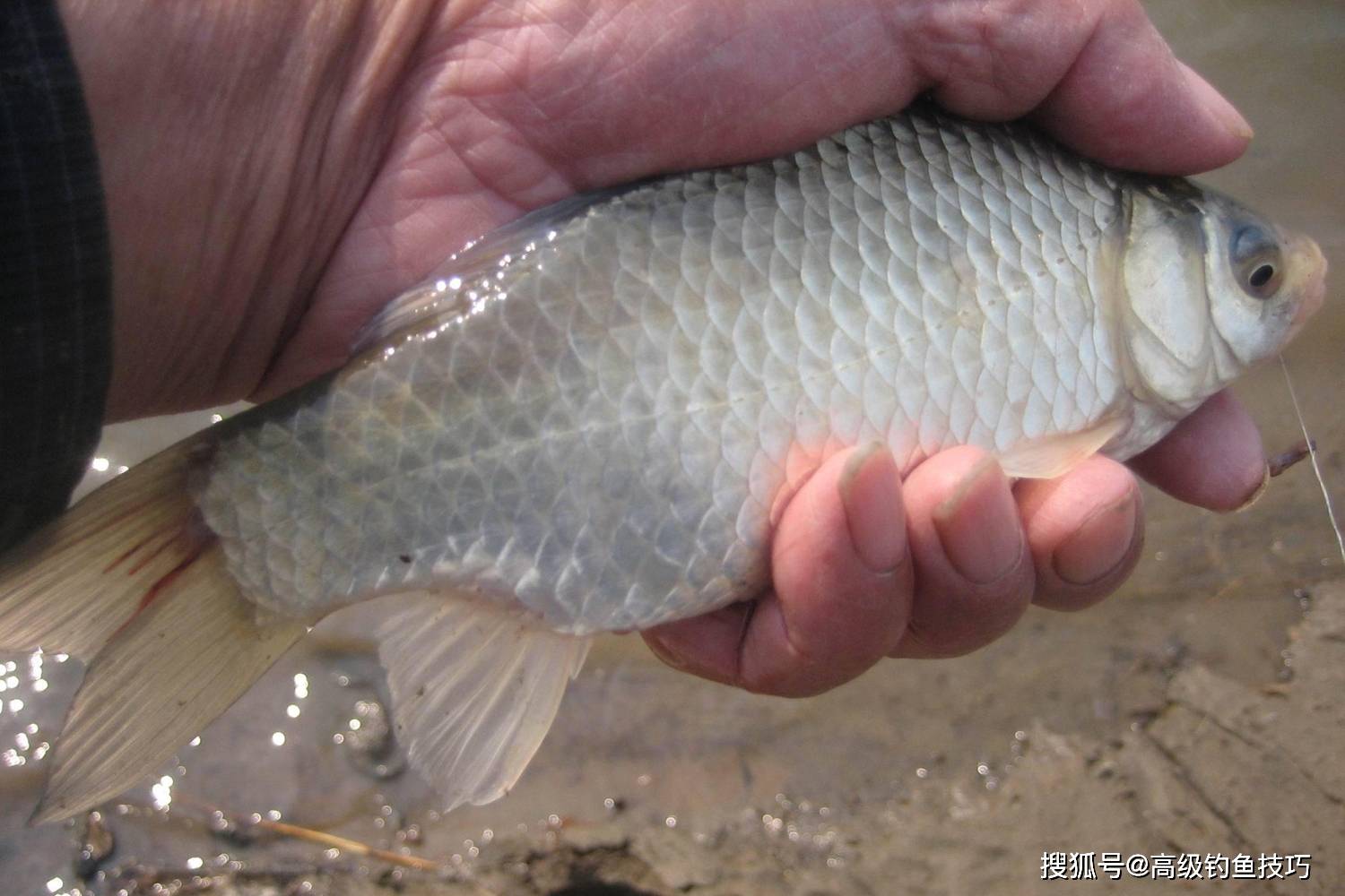 鯽魚和鯉魚咬鉤的漂相有什麼不同?釣鯽魚和鯉魚時的看漂抓口技巧