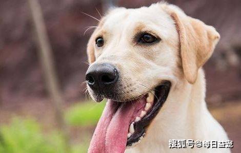 獎勵|對拉布拉多來說最重要的6樣東西，主人給夠了嗎？