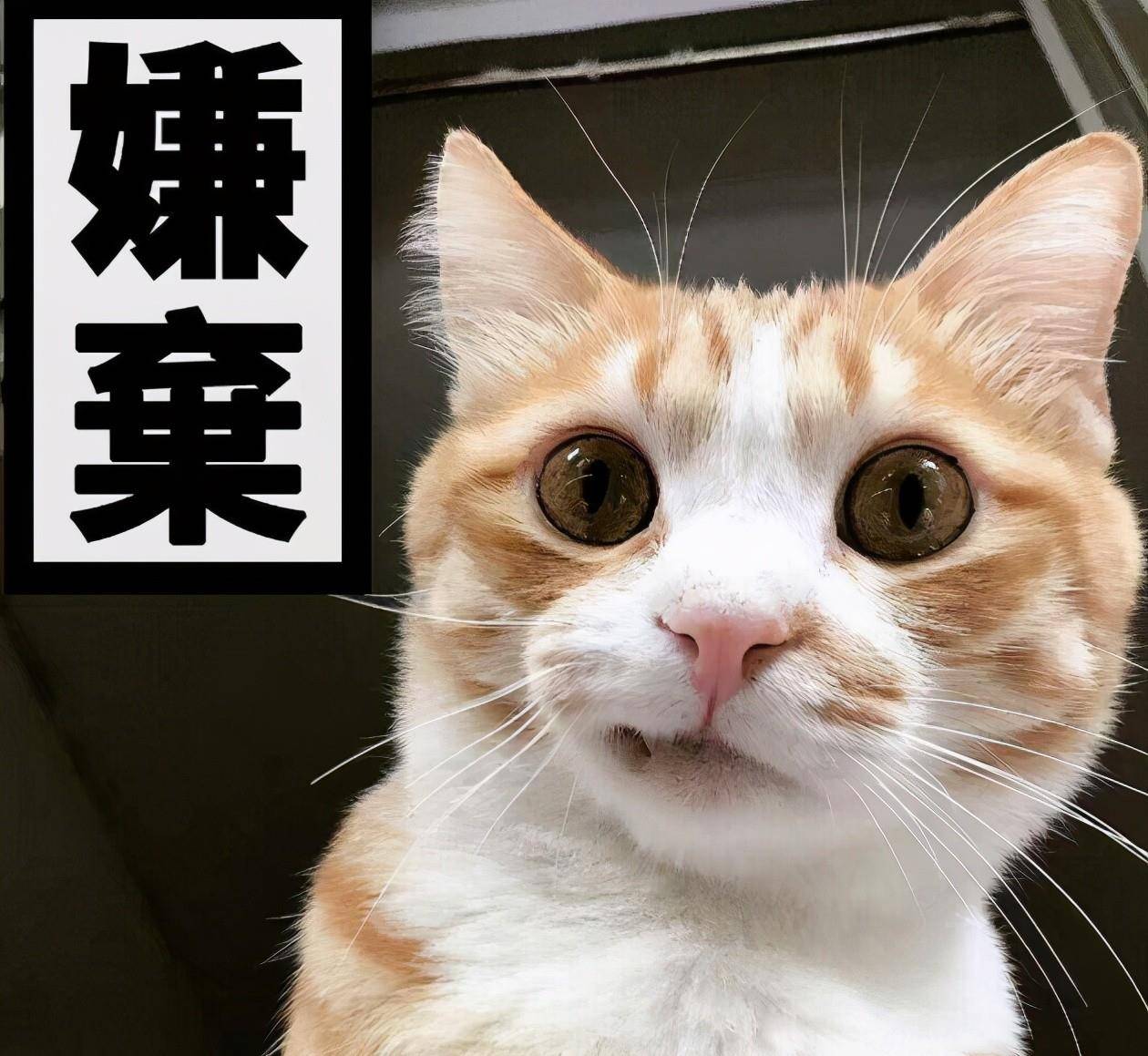 猫咪得了糖尿病，怎么办？给它喝点u201c糖盐水u201d_闻猫砂