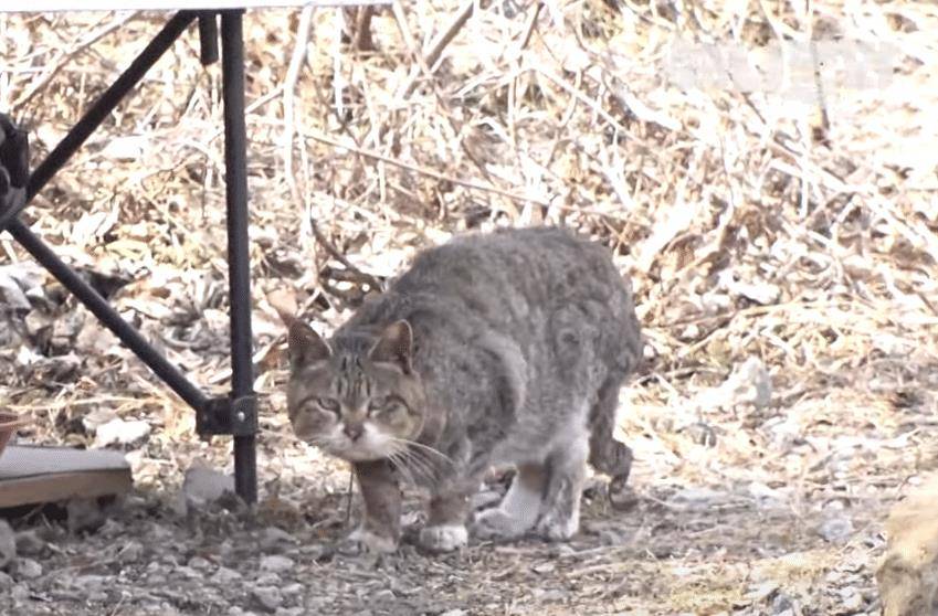 因为|霸道狸花猫被管子卡住脖子,4年来反被同类欺负,顿顿只能吃剩食