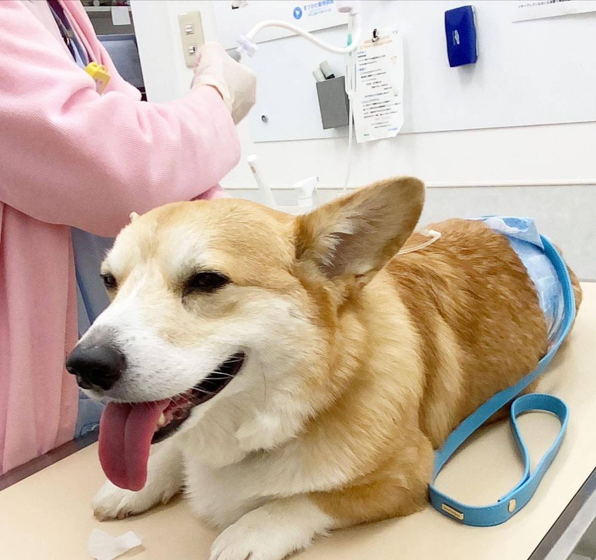 Gen|表情包柯基不敌病魔，5年来一直分享快乐！主人：开心送它离开