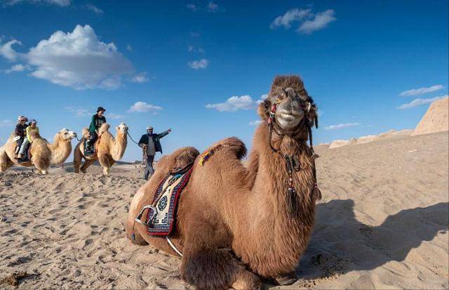 为什么人不能碰在沙漠中渴死的骆驼？