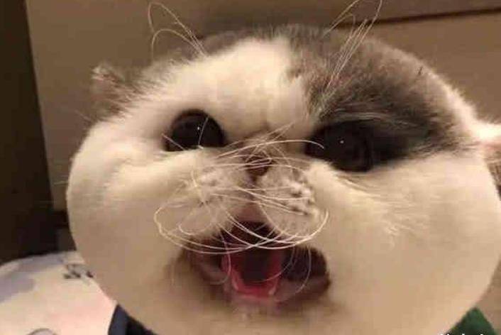 地方|萌宠：饲养加菲猫前，你都知道它的性格吗？