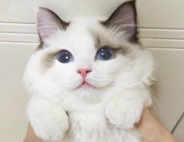 如何选布偶猫幼崽 8775dac6427e407a88f1abb68528af73.jpeg