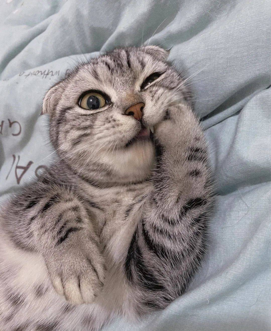 孟加拉猫
