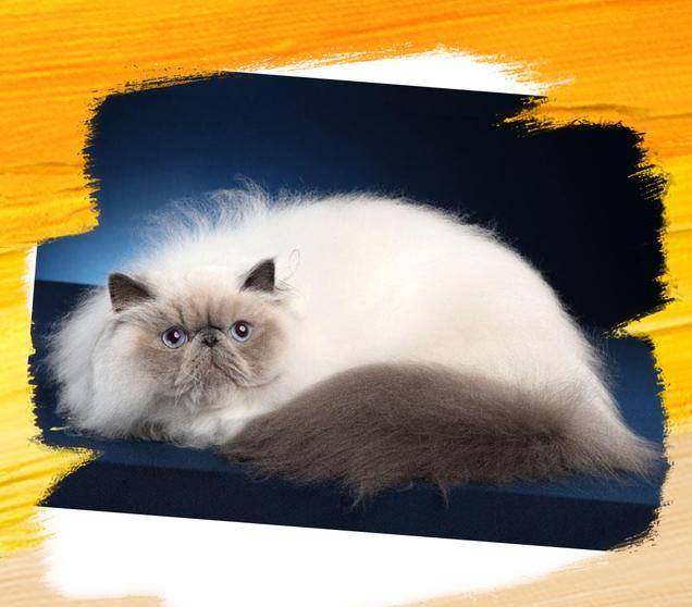 蓝色的猫眼睛有什么特点 a60d0090dd8041c2b9cbe957cd8cc0df.jpeg