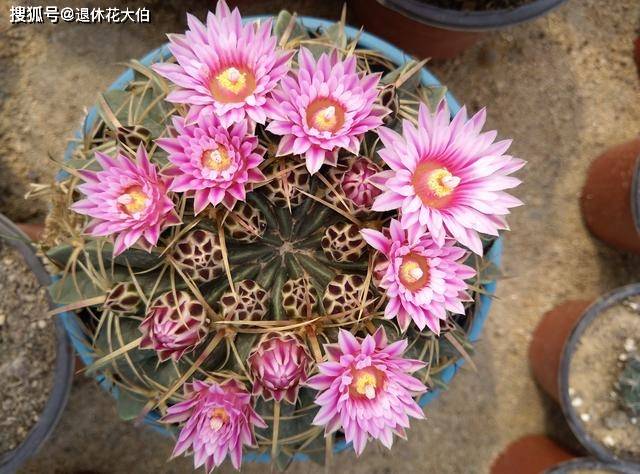 原创盆栽仙人球首选赤诚开花漂亮又量多不开花也美观