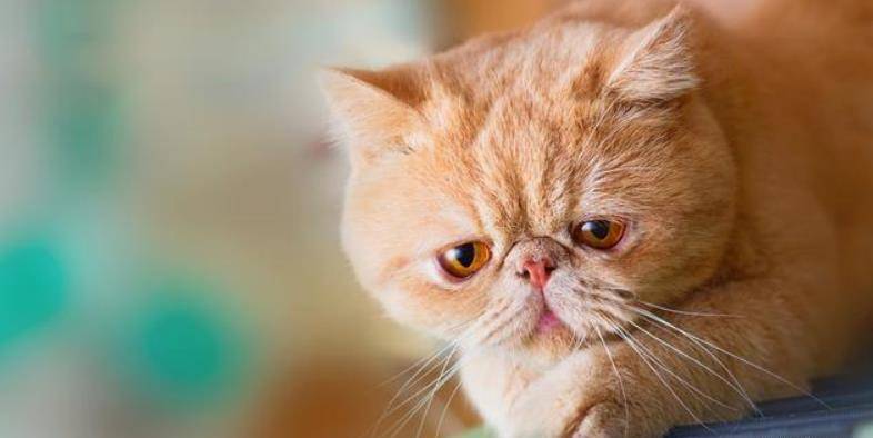 地方|萌宠：饲养加菲猫前，你都知道它的性格吗？