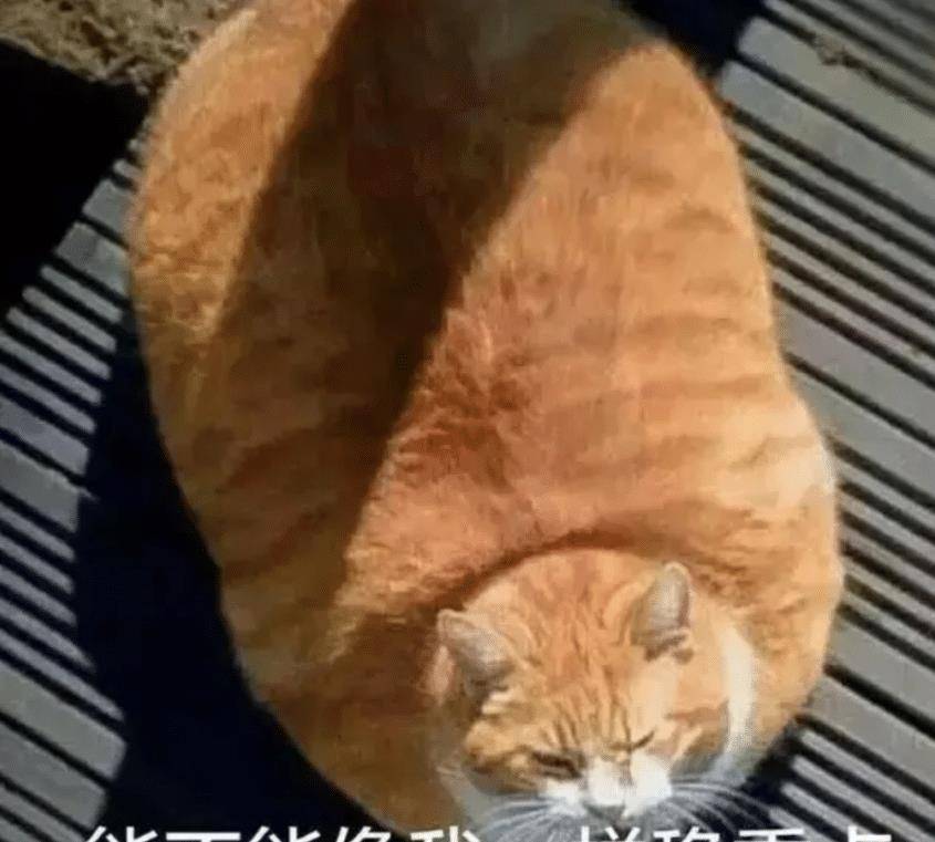 猫咪|狸花猫毫不搭理激光笔,却用眼神示意主人:“你能不能成熟一点”