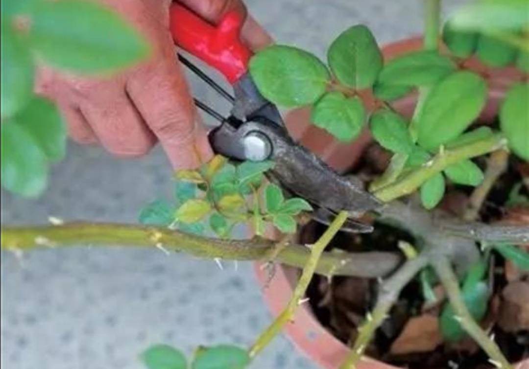4891dc4334ff4e88b916cc8fc3338ae3.jpeg