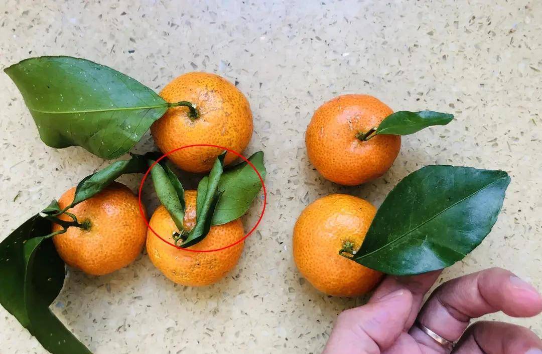 如何挑选大果砂糖橘 71f5069ede5e46c3bd4e801333dcdfe6.jpeg