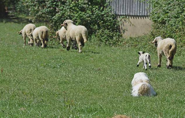 牧羊犬惨遭开除，原因竟然是这个…,羊群,吉米,娜拉,第5张
