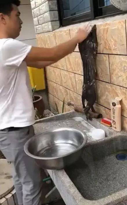 猫咪|洗澡最配合的狸花猫，两腿直立趴在墙壁上，完全失去了猫的傲气！