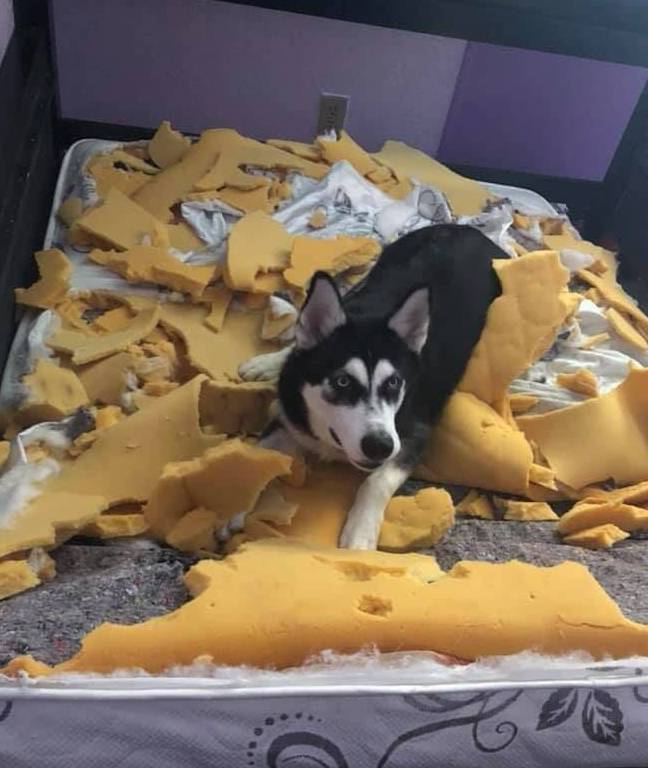 王莉|主人出差把二哈交给闺蜜照顾,一天后闺蜜发来照片:不想养狗了