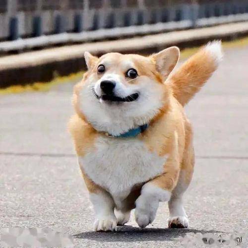 宠物|养狗狗的正确姿势