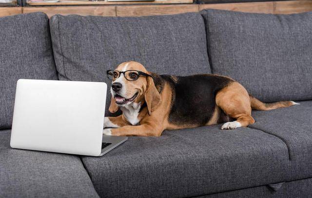 智商|如果你家狗狗有这5种表现,说明它很聪明,可别小瞧它了!