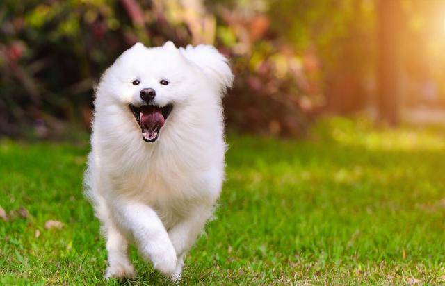 智商|如果你家狗狗有这5种表现,说明它很聪明,可别小瞧它了!