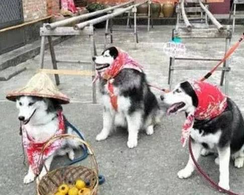 因为|三只二哈跟奶奶入乡随俗，这画面看起来，忍不住笑出声了