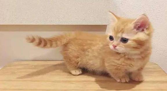 活动|养什么样的猫咪好？养一只小橘猫吧！只要给吃的就跟你走