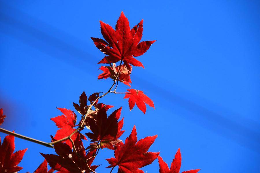 饺子|立秋三宜！莫要错过开运好时机