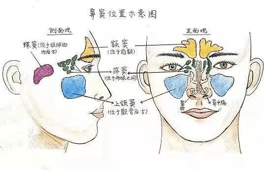副鼻窦区位置图片图片