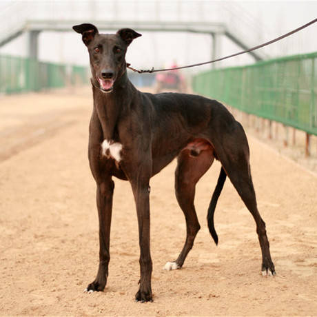 宠物托运从广州到六安托运一只格力犬