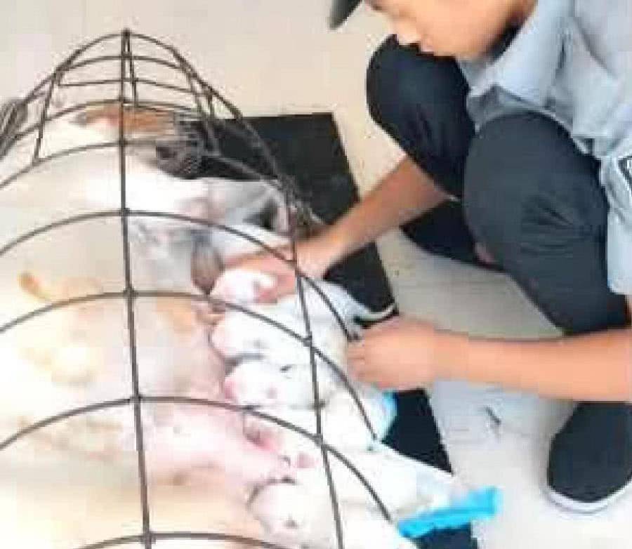 母狗生產後性情大變, 動不動就咬狗寶撒氣, 主人無奈做出這事 萌趣萌寵 第1张