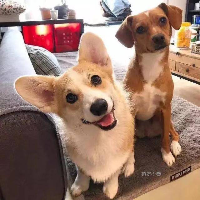 精力|泰迪和柯基相比，谁更适合家养？5个原因让柯基更占优势