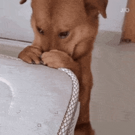 看什么看 给你个表情赶紧滚