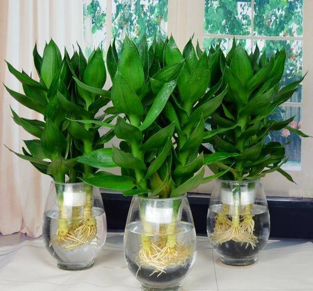 富贵竹养殖方法教程 b7b41bfde4ae40a7846b6ac9e40777cd.jpeg