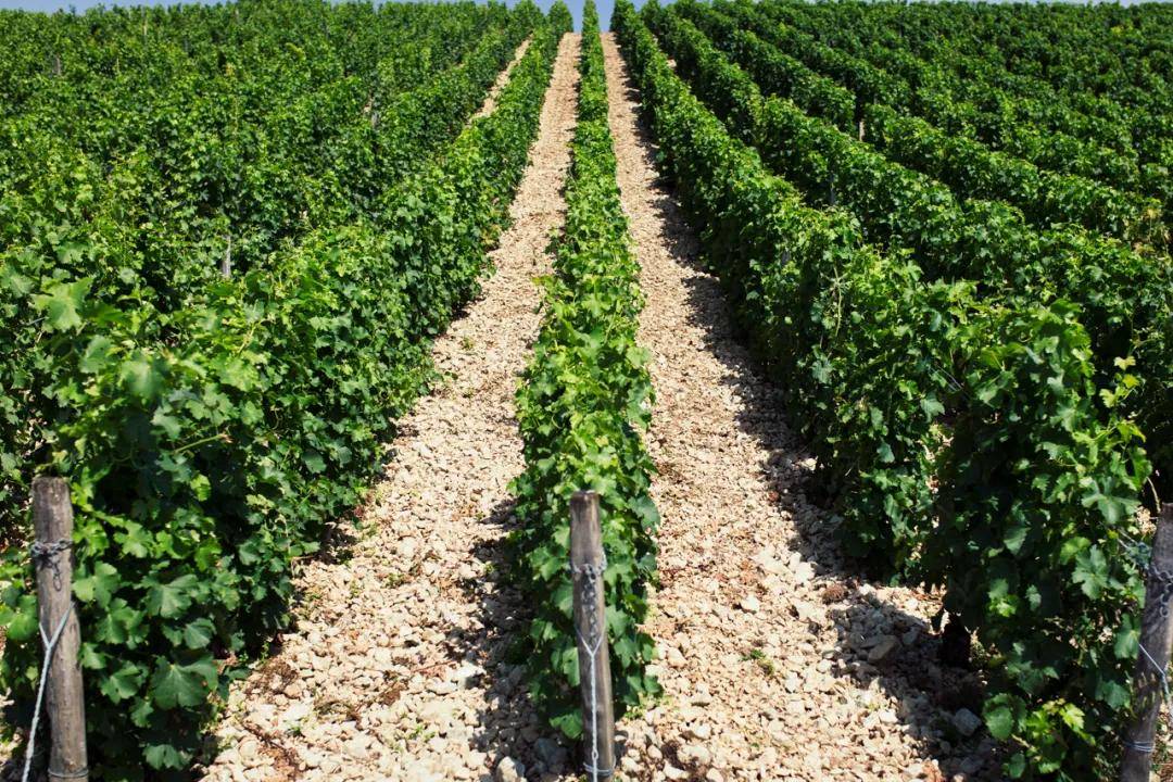 酒庄|桑塞尔两大名家,凡卓岸&达歌诺,品味卢瓦尔河的纯净之美!