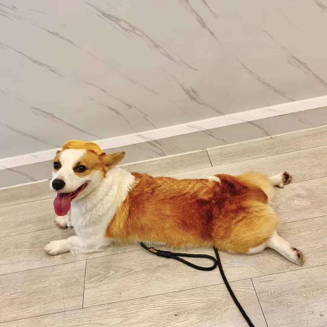 精力|泰迪和柯基相比，谁更适合家养？5个原因让柯基更占优势