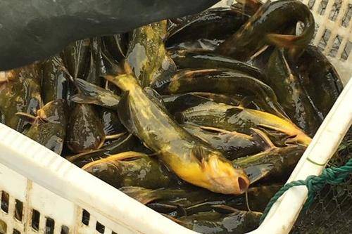 湖北云信农业黄骨鱼养殖条件