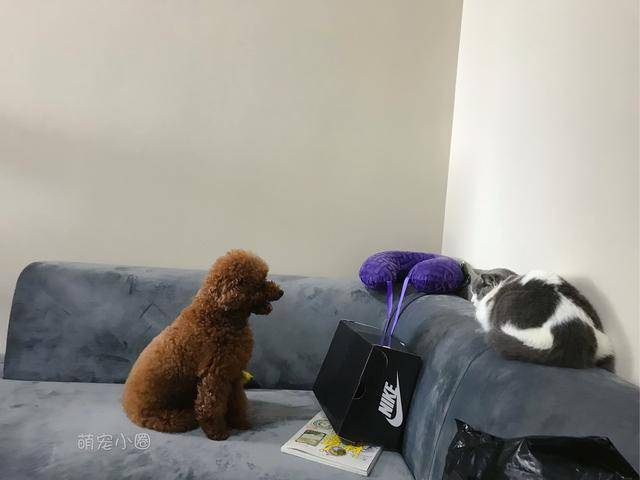 精力|泰迪和柯基相比，谁更适合家养？5个原因让柯基更占优势