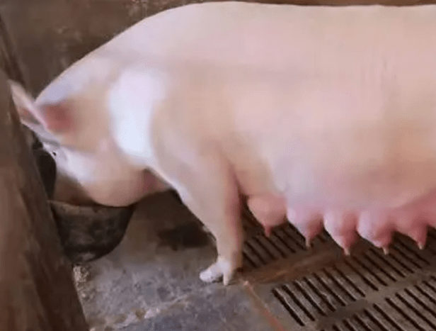 哺乳母猪奶水少怎么办?本文有好方法