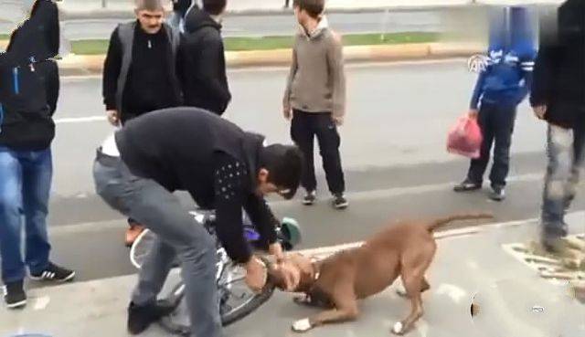 比特犬咬爆了路人的自行車，死活不撒口，車主是推著輪轂走的 萌趣萌寵 第2张