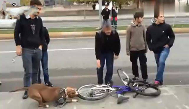 比特犬咬爆了路人的自行車，死活不撒口，車主是推著輪轂走的 萌趣萌寵 第1张