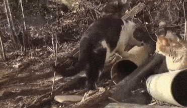 上门来|女子喂流浪猫吃五花肉,喵叼起肉就往山上跑,跟去一看后泪目了