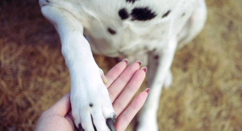 人气|盘点十大最受欢迎宠物狗，哈士奇人气颇高，第一名无人反驳