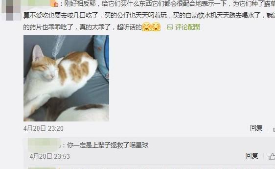 什么|你为猫咪做过什么事而它并不领情?评论里开始心疼躲墙角的狗……