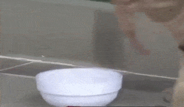 上门来|女子喂流浪猫吃五花肉,喵叼起肉就往山上跑,跟去一看后泪目了