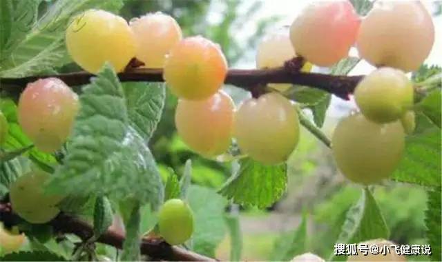 治疗|立秋后，晚上当零食吃一把，美容养颜，去皱消斑，皮肤红润嫩白