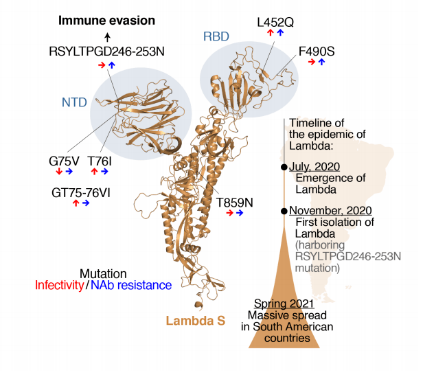 病毒|还没解决Delta变种，更高传染力的Lambda变种来了！需要担心吗？