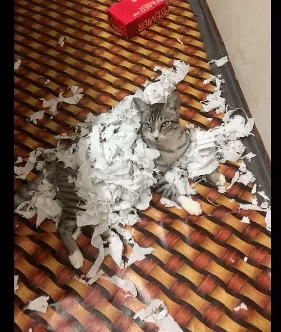 原创猫咪捣乱撕抽纸完事后还留在现场嚣张