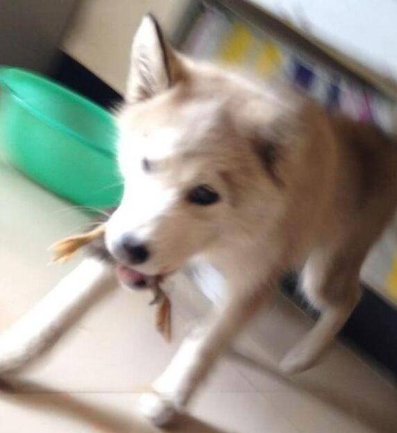 推門就看見客廳有一攤血跡，你這是腫麼了我的哈？ 萌趣萌寵 第3张