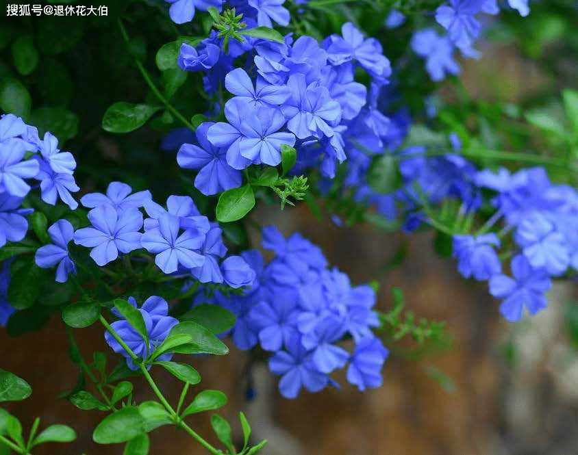 夏秋养花赏花就盆栽蓝雪花 花色清凉 花开持久 量多又个大 土壤