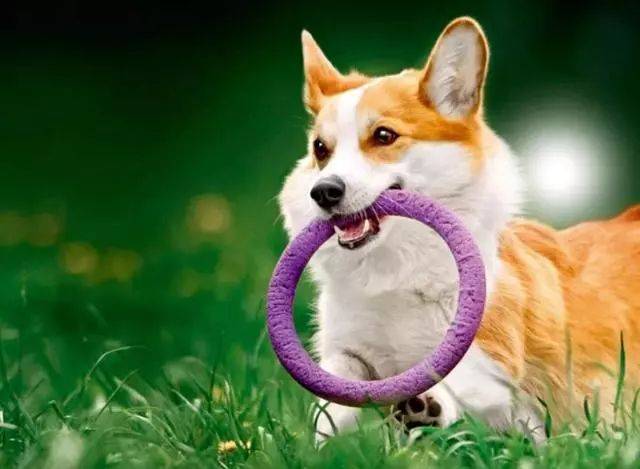 小孩子|柯基犬到底好不好养？8大优缺点深入分析
