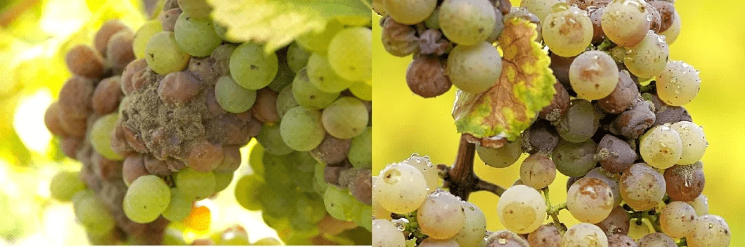 方法|别卡速：格鲁吉亚葡萄酒品酒师课程（十一）