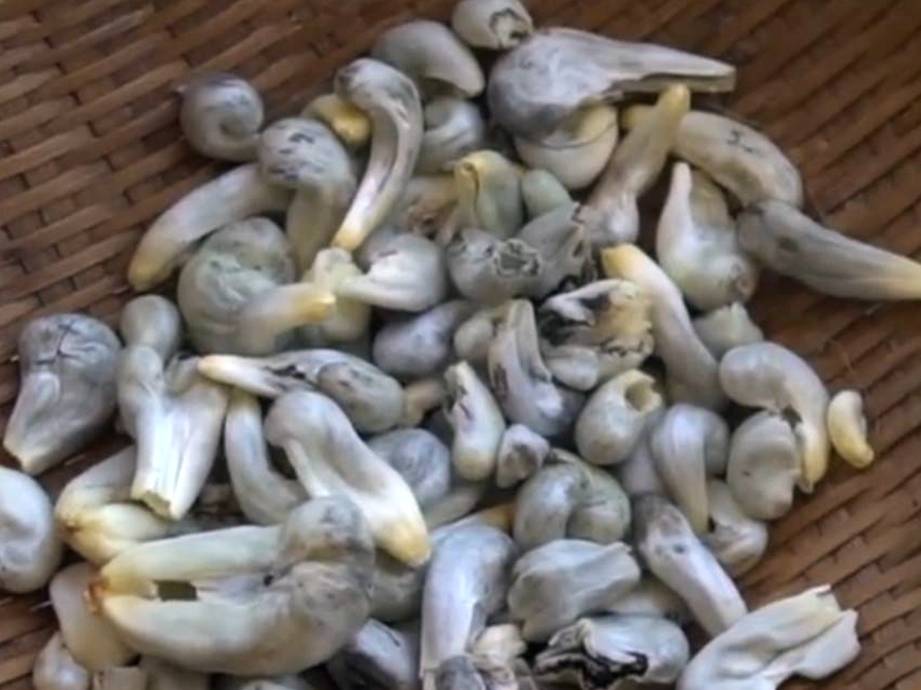 美食|它是“天然黑松露”，外国人很喜欢，认识的人很少，吃过的人不多